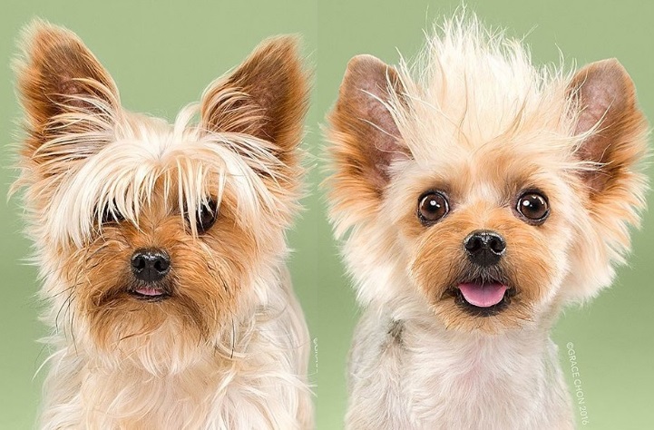 A fotógrafa de animais Grace Chon, em parceria com um pet shop, registrou uma série de imagens de cachorros depois de passarem pelas tesouras de tosadores criativos.
