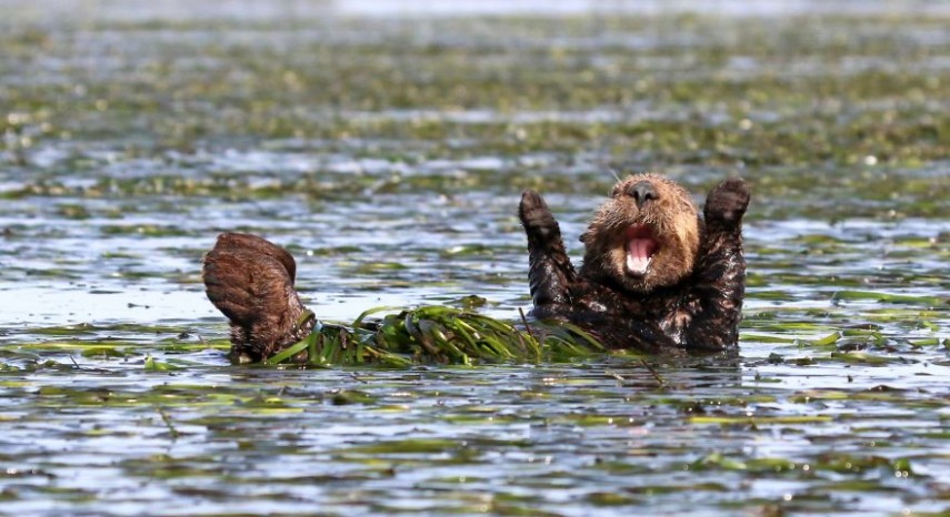 Menção honrosa para 'Cheering-Sea-Otter', de Penny Palmer