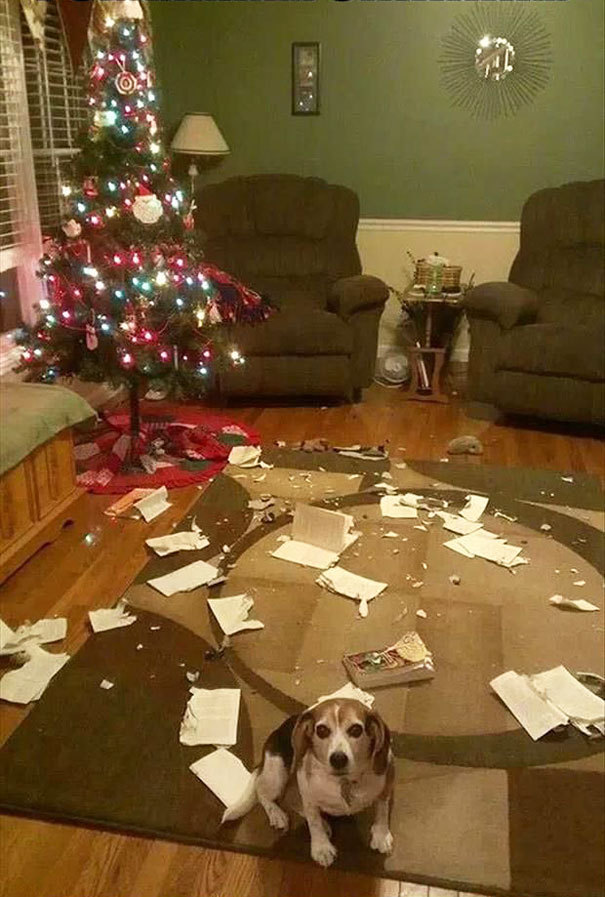 Cães e gatos que destruíram o Natal