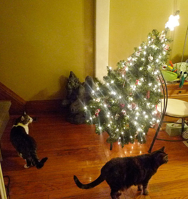 Cães e gatos que destruíram o Natal