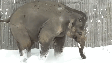 Esses animais viram neve pela primeira vez e seus donos registraram como foi esse encontro