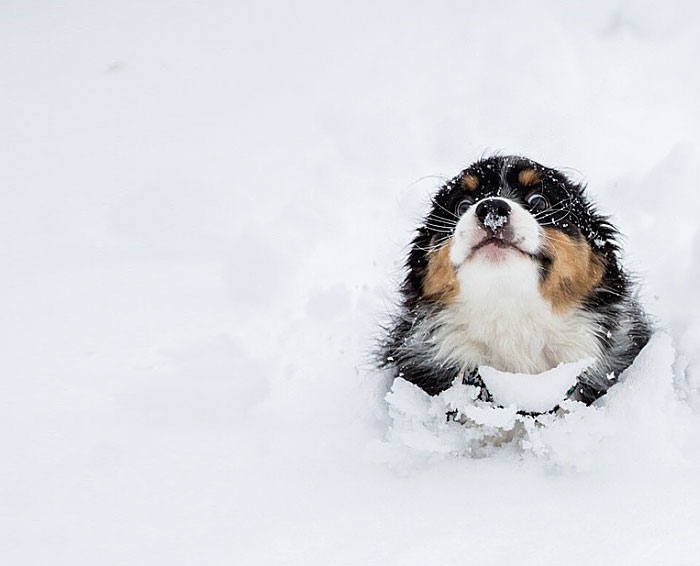 Esses animais viram neve pela primeira vez e seus donos registraram como foi esse encontro