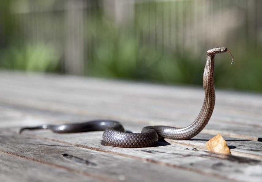 Cobra marrom