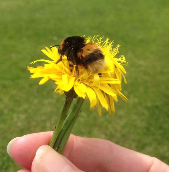 Fiona Presley resgatou uma abelha sem asas e até criou um jardim para que ela pudesse sobreviver