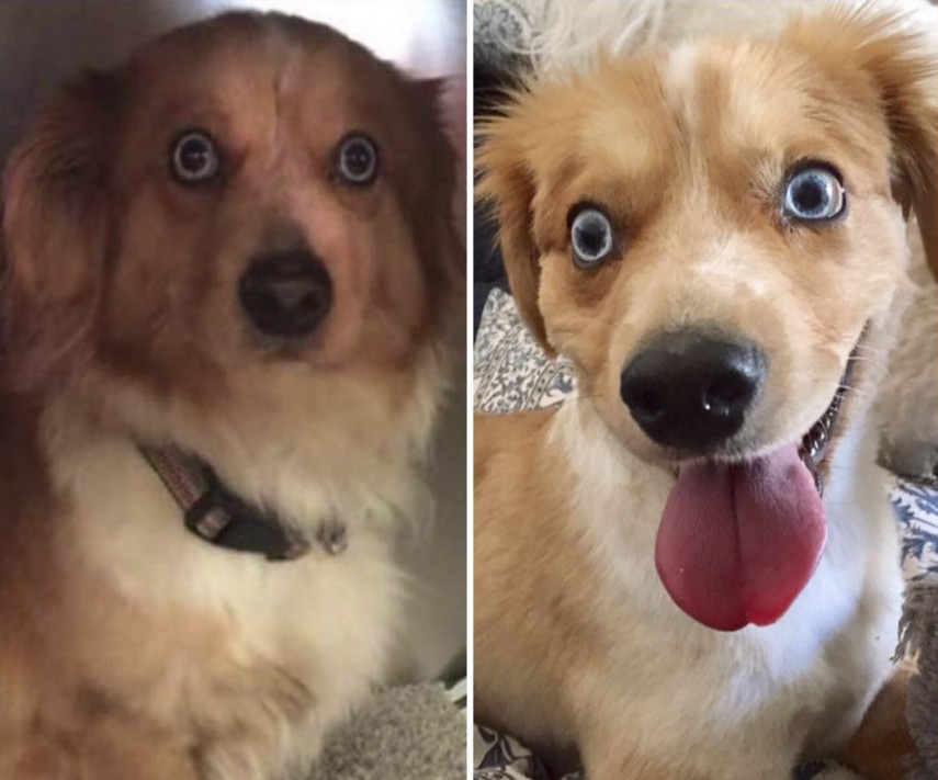 Antes e depois de cachorros resgatados