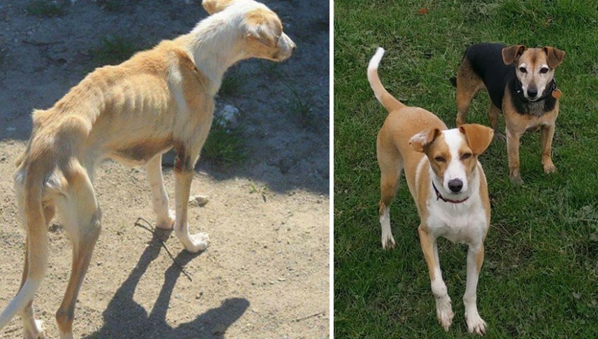 Antes e depois de cachorros resgatados