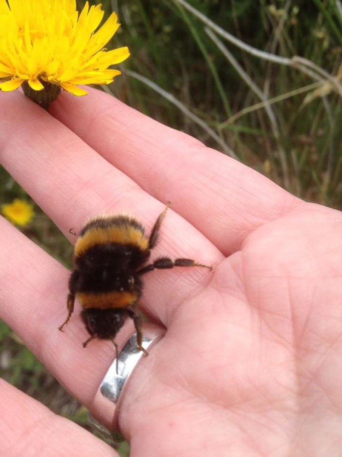 Fiona Presley resgatou uma abelha sem asas e até criou um jardim para que ela pudesse sobreviver
