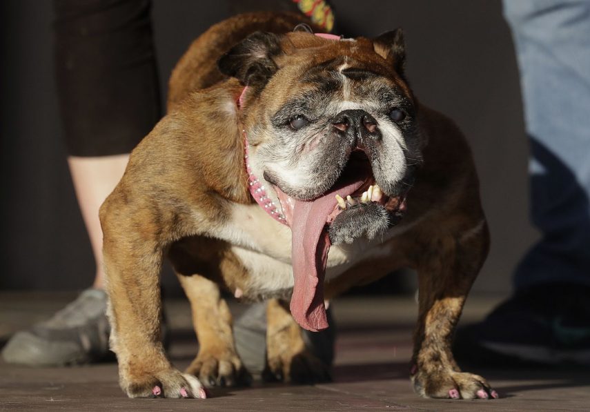 Bulldog fêmea é cachorro mais feio do mundo