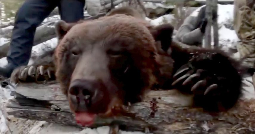 Governador mata urso hibernando