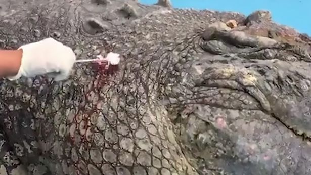 Crocodilo é apedrejado e fica ferido
