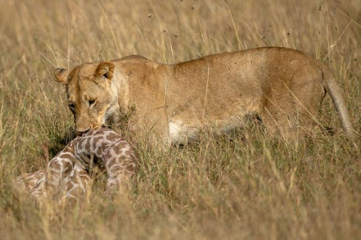 Turista fotografou desespero da mãe para proteger o filhote, em reserva no Quênia