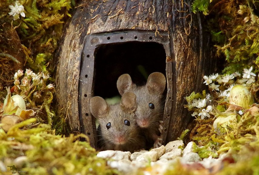 Fotógrafo Simon Dell construiu cidade miniatura para família de ratos