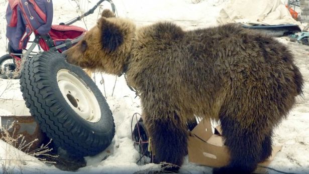 Urso mata caçador que criava bicho em gaiola