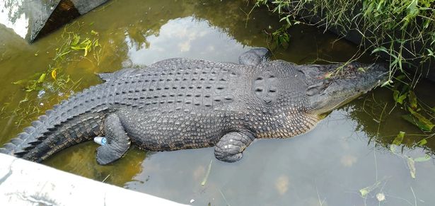 Crocodilo de 5 metros pula cerca e come cientista viva