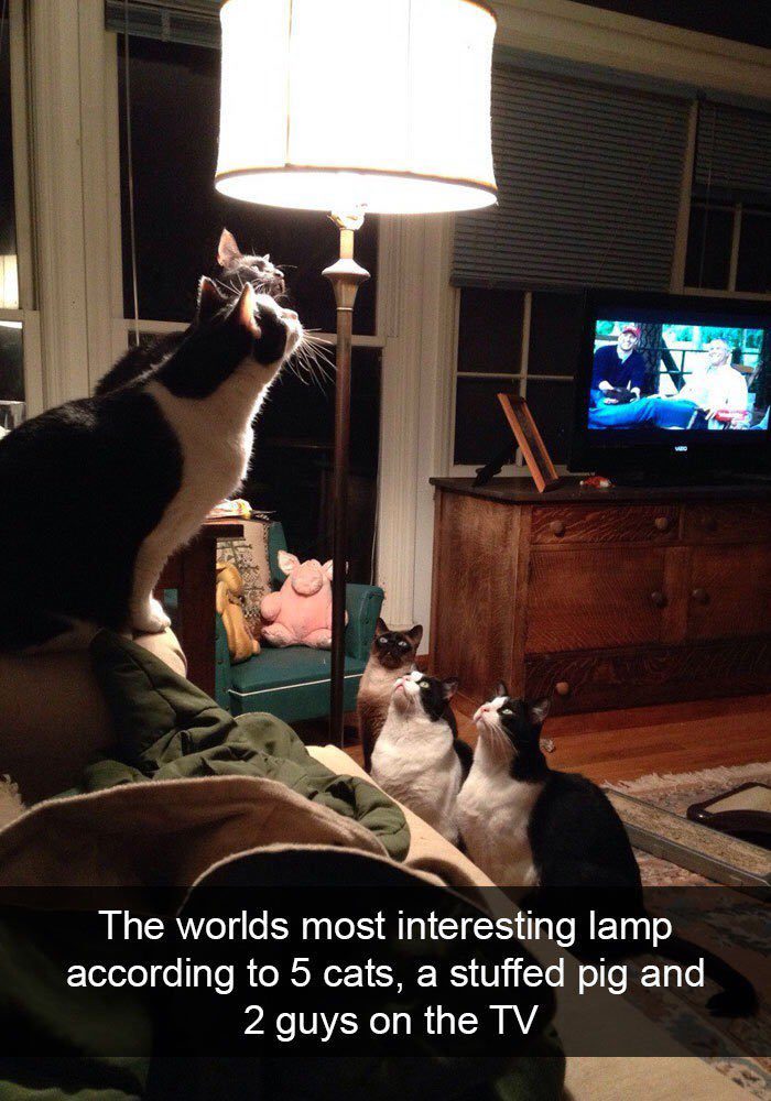 Fotos mais fofas e engraçadas de gatos