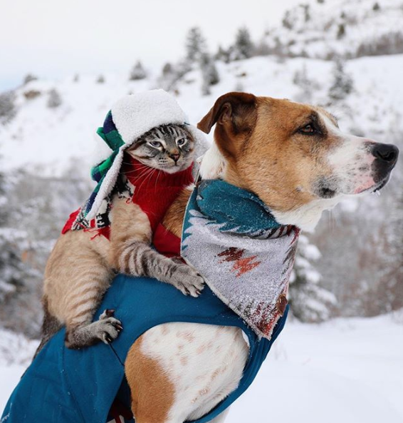 O cão Henry e o gato Baloo adoram se aventurar em trilhas pelos EUA 