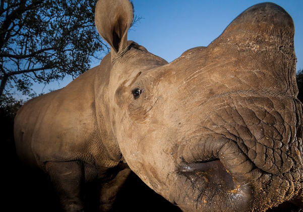 Rinocerontes resgatados