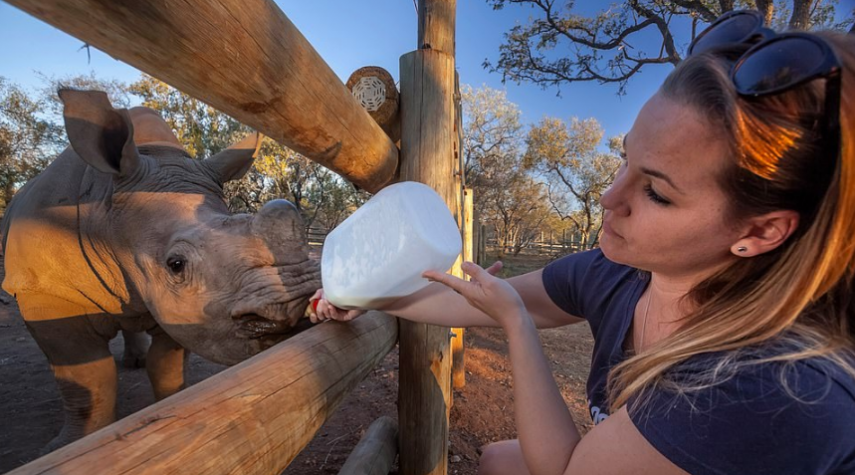 O fotógrafo inglês Neil Aldridge registra resgate dos animais na África
