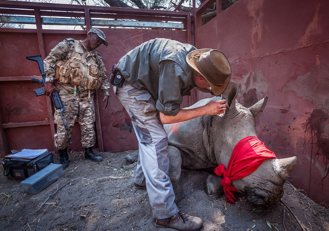 O fotógrafo inglês Neil Aldridge registra resgate dos animais na África