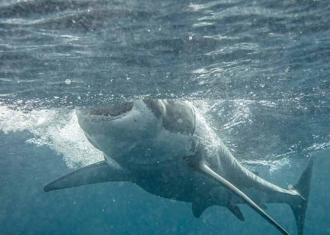 De dentro da água, fotógrafo registra ataque de tubarão branco