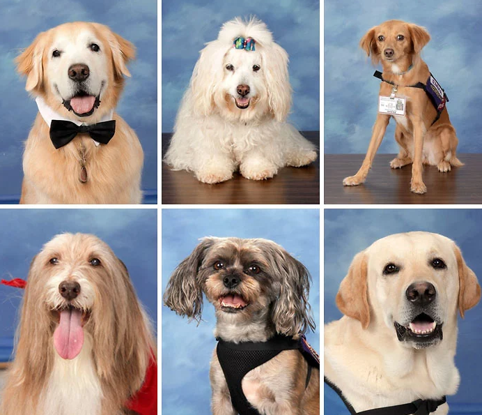 Os cães de terapia da Marjory Stoneman Douglas High School foram homenageados no livro de 2019