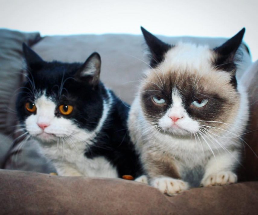 Grumpy Cat com o irmão Pokey