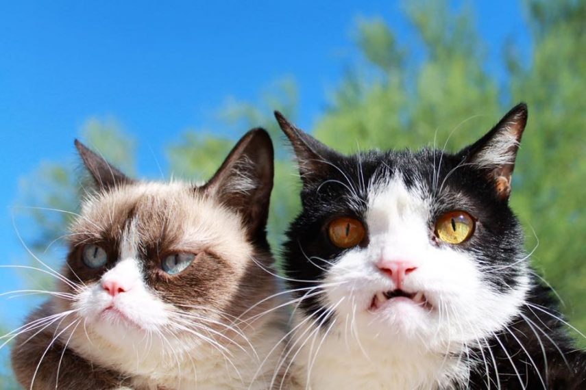 Grumpy Cat com o irmão Pokey