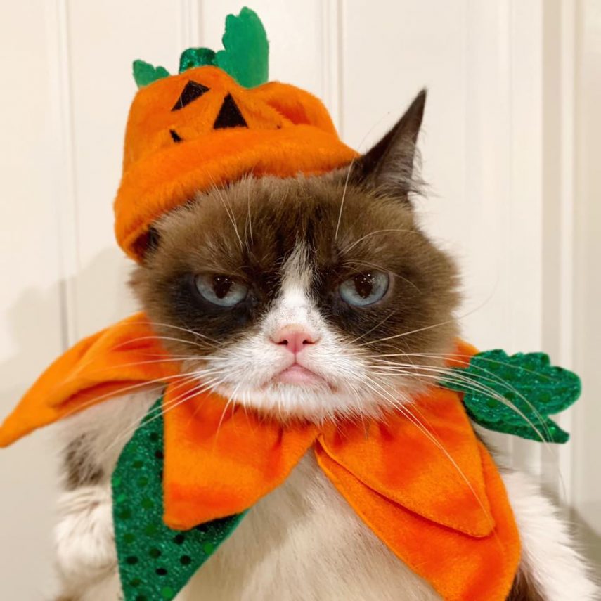 Conhecida como 'a gata mais rabugenta do mundo' , Grumpy Cat virou uma lenda e acumula mais de 2,4 milhões de seguidores no Instagram