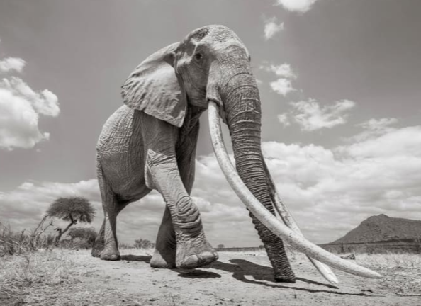 Fotógrafo inglês registra elefanta rara