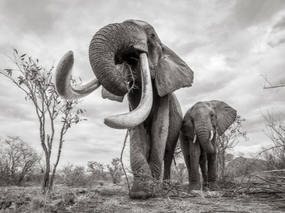 Fotógrafo inglês registra elefanta rara
