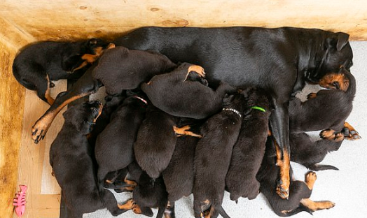 Rottweiler dá à luz 16 filhotes