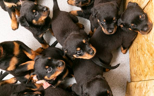 Rottweiler dá à luz 16 filhotes