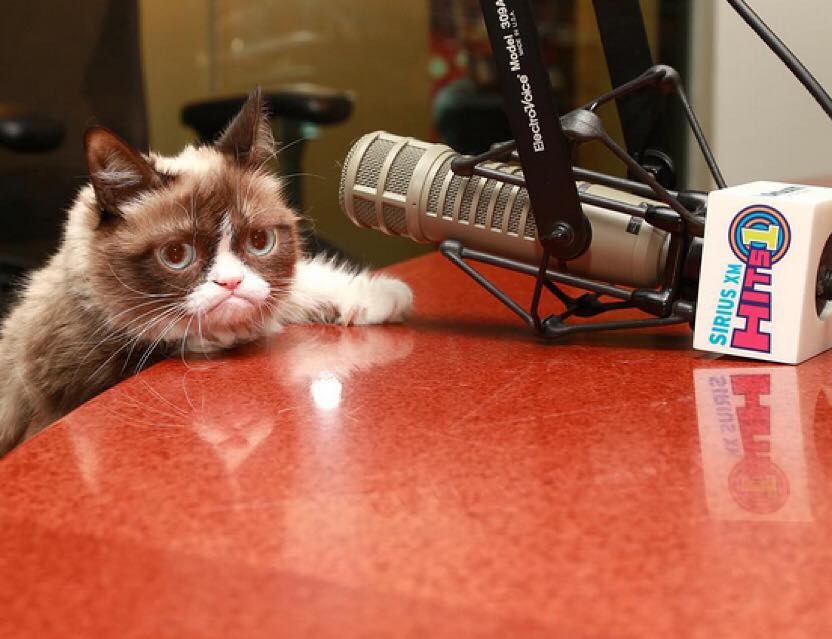 Conhecida como 'a gata mais rabugenta do mundo' , Grumpy Cat virou uma lenda e acumula mais de 2,4 milhões de seguidores no Instagram