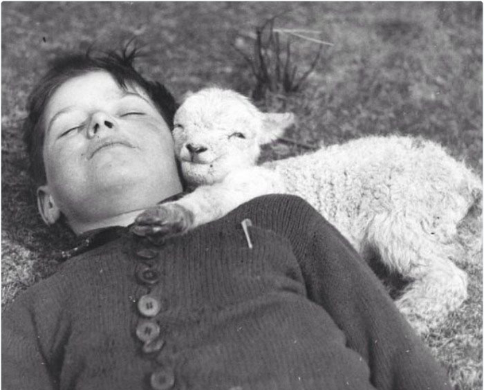 Cordeirinho abraça menino descansando em 1940