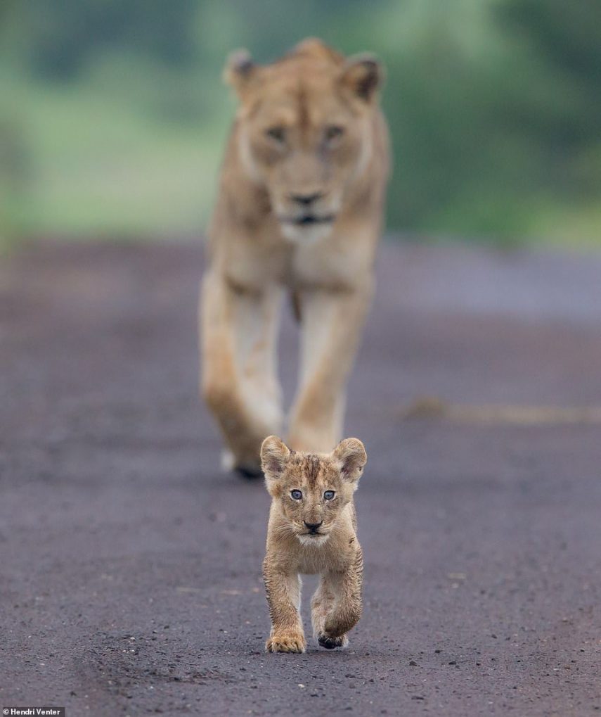 Livro reúne fotos incríveis de leões em ambientes selvagens