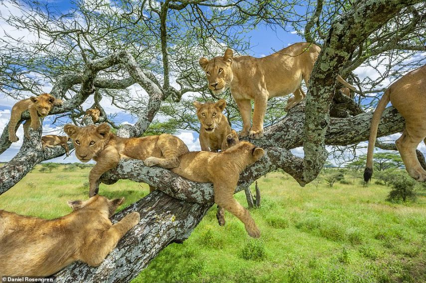 Livro reúne fotos incríveis de leões em ambientes selvagens