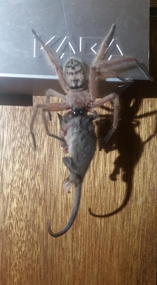 Justine Latton e o marido encontraram o aracnídeo durante uma viagem à ilha australiana da Tasmânia. As aranhas-caçadoras chegam a ter patas de até 30 cm