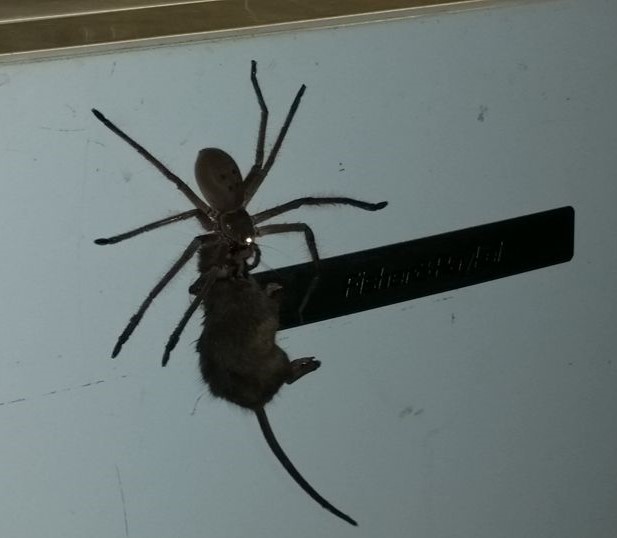 Há três anos, um vídeo que mostra uma aranha carregando um rato também foi gravado na Austrália e deu o que falar
