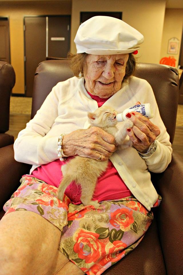 Idosos de Catalina Springs cuidam de gatinhos do Pima County Animal Care Center em iniciativa voluntária para o bem dos dois centros.