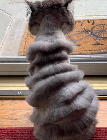 O pai da norte-americana Caitlin Christine pediu ao tosador para deixar Oliver parecido com um tigre. O resultado viralizou no Twitter e transformou o gato em uma astro do Instagram