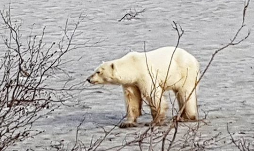 O animal está a 800 km de seu habitat natural, na costa. Essa é a primeira vez, em 40 anos, que um urso aparece na cidade de Norilsk, na Sibéria