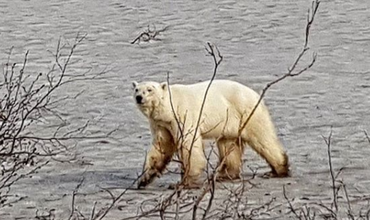 Urso polar faminto é encontrado em cidade russa