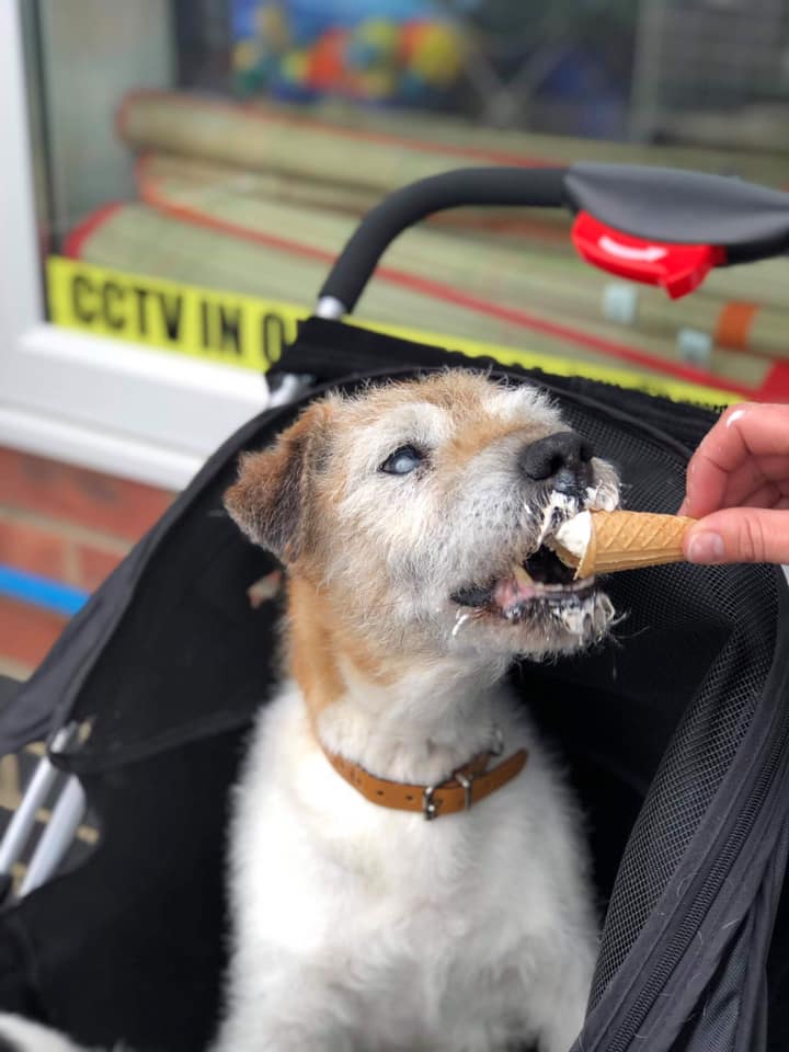 Nicola Harrison é criadora do projeto Grey Muzzle Canine Hospice, que acolhe animais abandonados e com menos de seis meses restantes de vida para dar um final mais feliz a eles