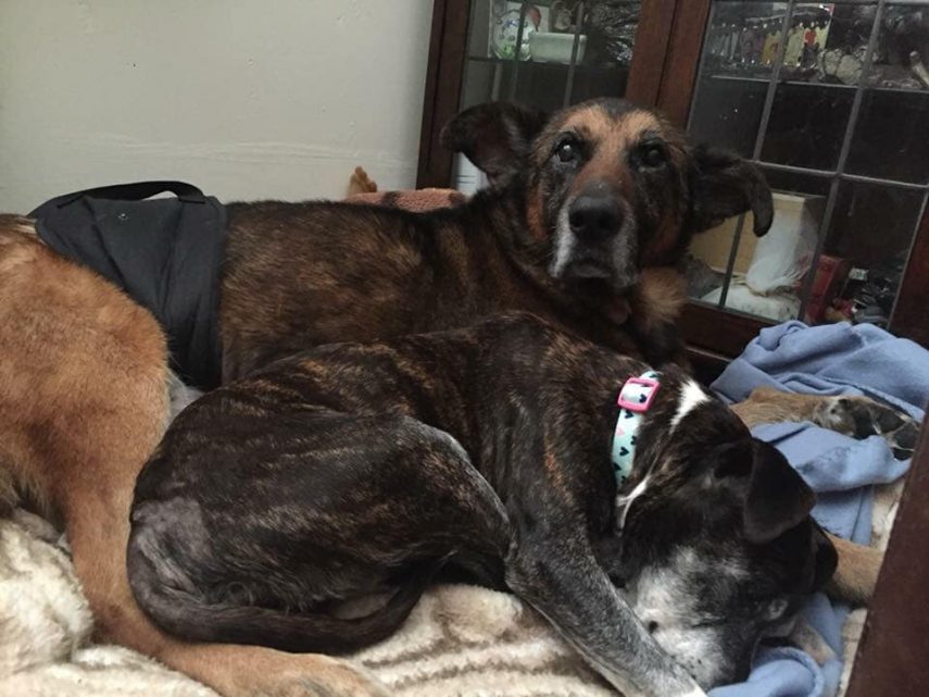 Nicola Harrison é criadora do projeto Grey Muzzle Canine Hospice, que acolhe animais abandonados e com menos de seis meses restantes de vida para dar um final mais feliz a eles