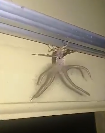 Alien ou inseto? Criatura que aparece na casa de um morador de Bali, na Indonésia, é um tipo de mariposa da espécie 