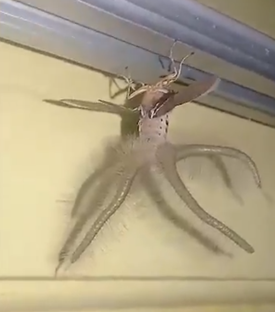 Alien ou inseto? Criatura que aparece na casa de um morador de Bali, na Indonésia, é um tipo de mariposa da espécie 
