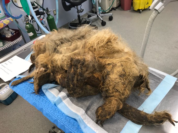 Cadelinha foi encontrada na casa da falecida dona. Ela estava coberta por 4 quilos de pelos e tinha unhas que chegavam a medir 18 centímetros