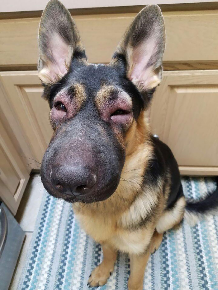 Que dó! Imagens mostram como ficam cachorros após comerem abelhas