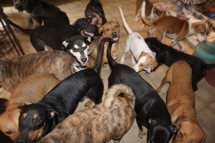  Chella Phillips abriu sua casa para proteger quase 100 cães do furacão Dorian, que chegou à atingir a categoria 5, deixando um cenário de destruição nas Bahamas
