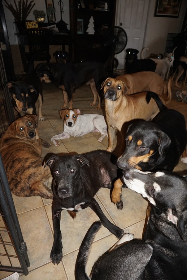  Chella Phillips abriu sua casa para proteger quase 100 cães do furacão Dorian, que chegou à atingir a categoria 5, deixando um cenário de destruição nas Bahamas